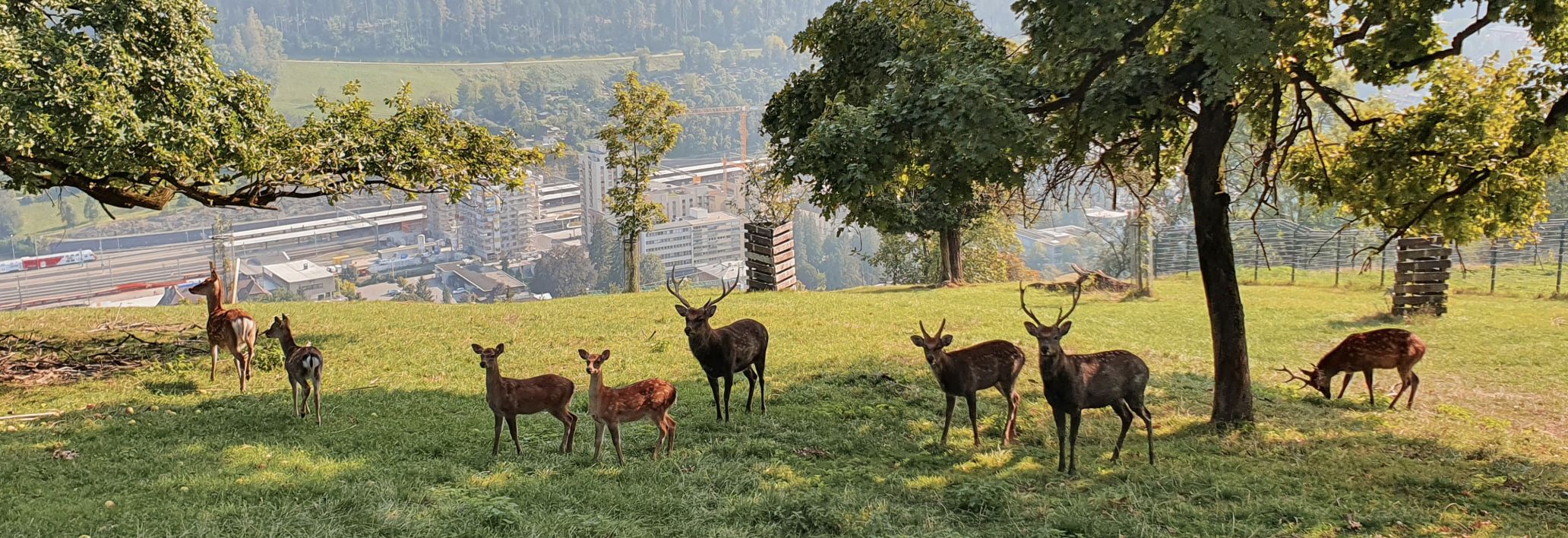 Wildpark Feldkirch Wildpark Feldkirch