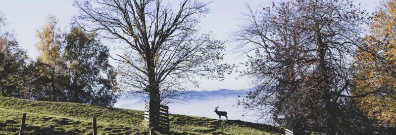 Alpenwildpark Pfänder Alpenwildpark Pfänder