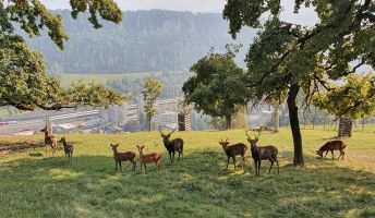Wildpark Feldkirch 