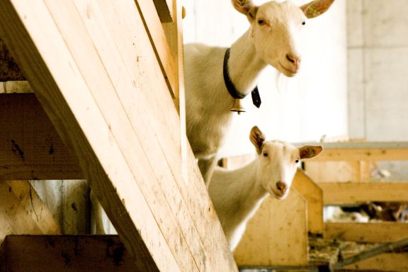 Metzler Molke Metzler Molke