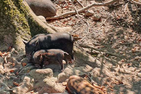 Ferkel Wildpark Feldkirch