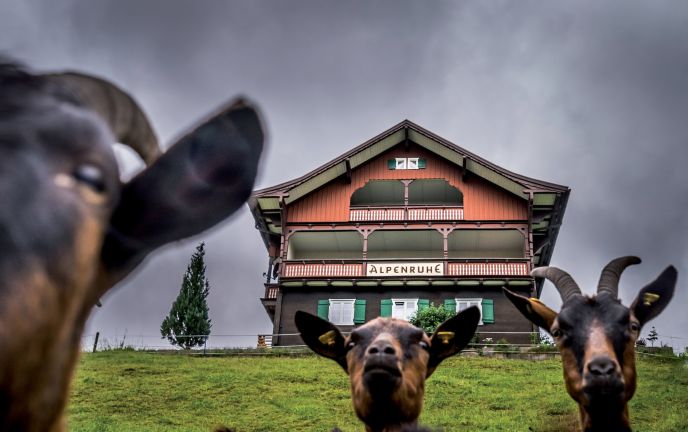 Ziegen Kleinwalsertal Ziegen Kleinwalsertal