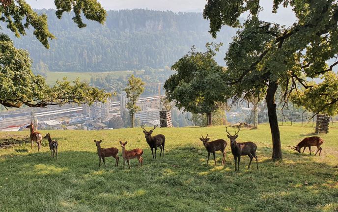 Wildpark Feldkirch Wildpark Feldkirch