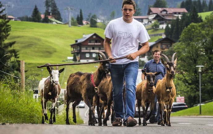Ziegen Familie Fritz im Kleinwalsertal Ziegen Familie Fritz im Kleinwalsertal