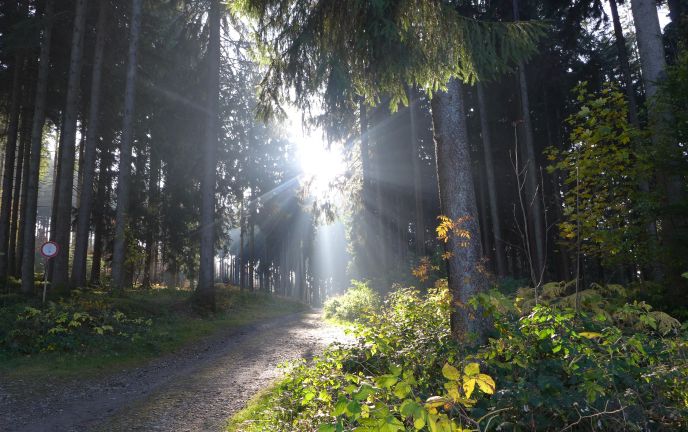 Käselehrpfad, Lochau