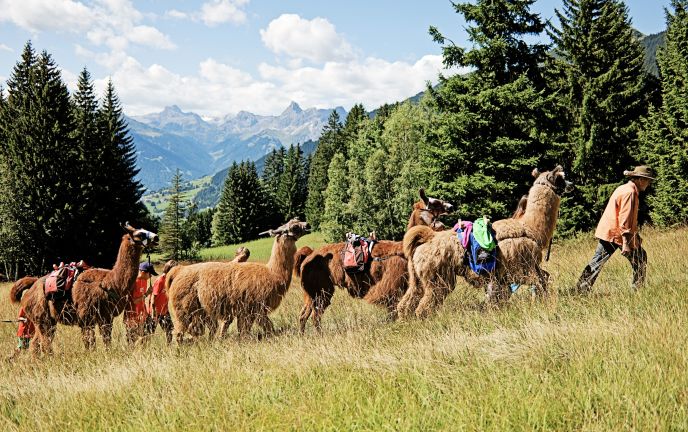 Lamatrekking im Montafon Lamatrekking im Montafon