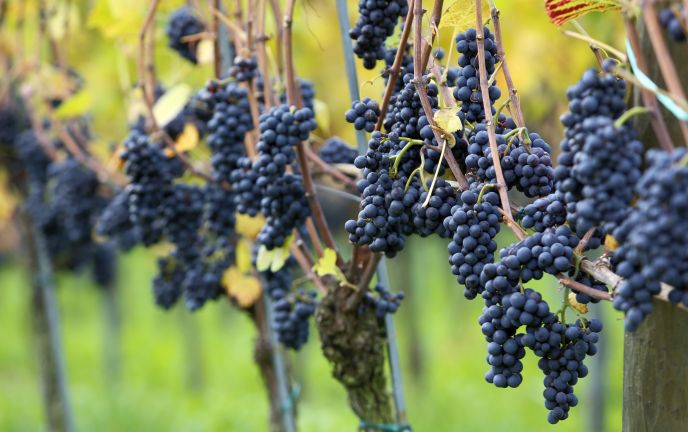 Weinreben Hagnauer Winzerverein Weinreben Hagnauer Winzerverein