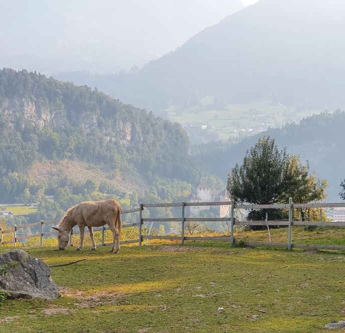 Wildpark Feldkirch 