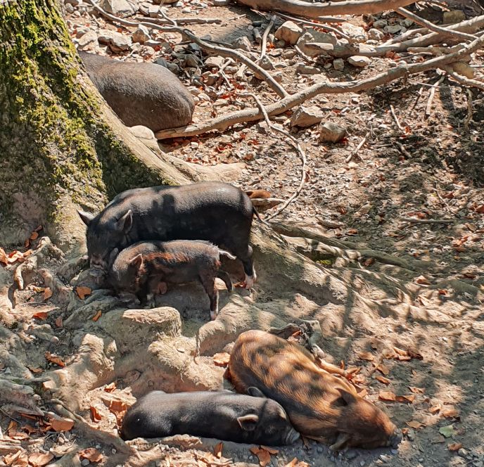 Ferkel Wildpark Feldkirch Ferkel Wildpark Feldkirch
