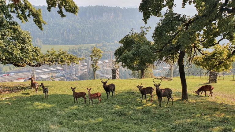 Wildpark Feldkirch  Wildpark Feldkirch